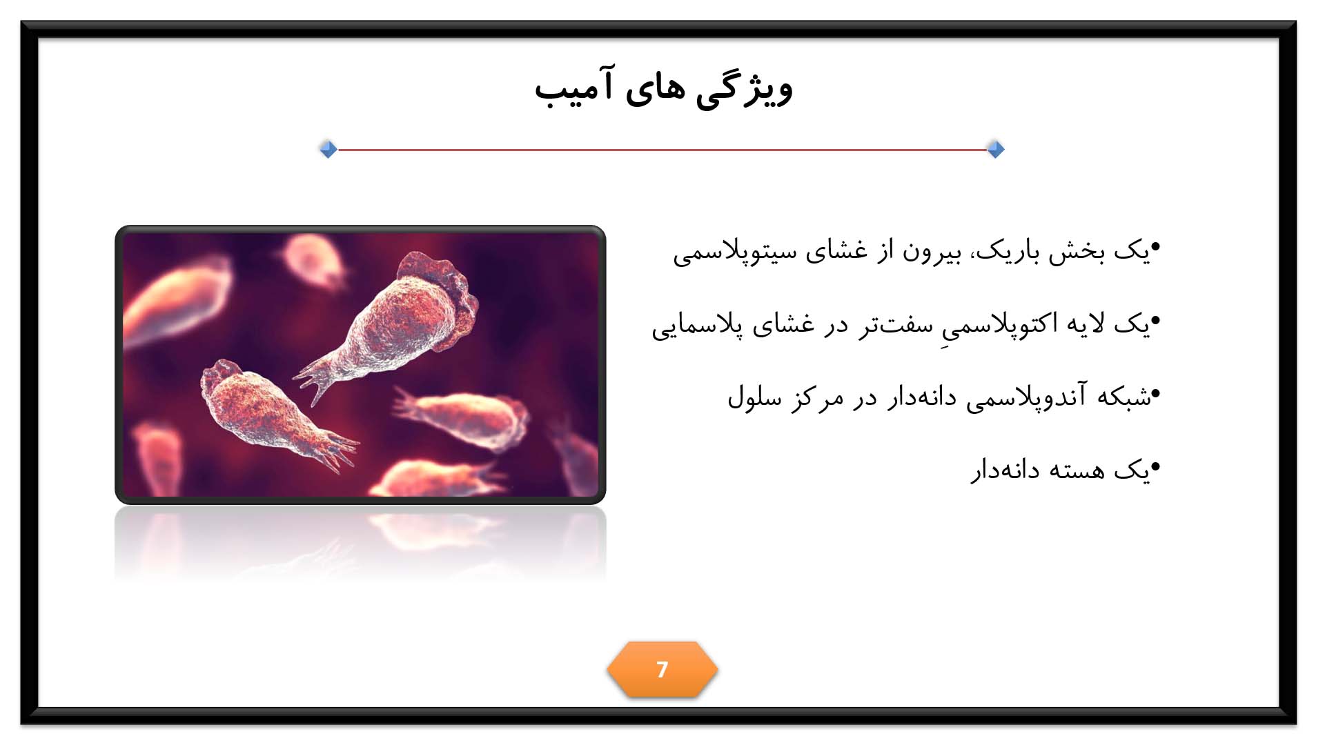 پاورپوینت در مورد آمیب 